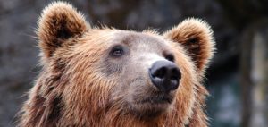 Lire la suite à propos de l’article Tout savoir sur l’ours slovène