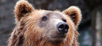 Tout savoir sur l’ours slovène