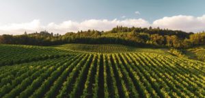Lire la suite à propos de l’article Vallée de Vipava, la plus belle région viticole de Slovénie