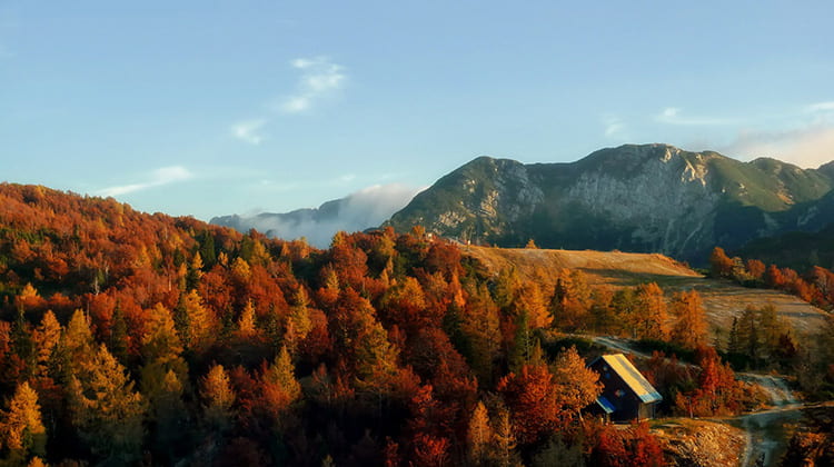 fôret slovène en automne