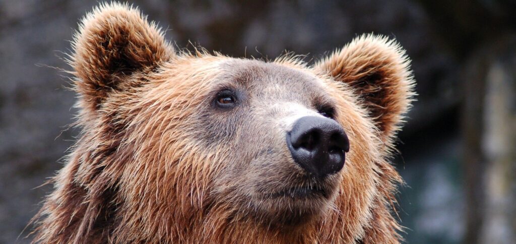 ours slovène