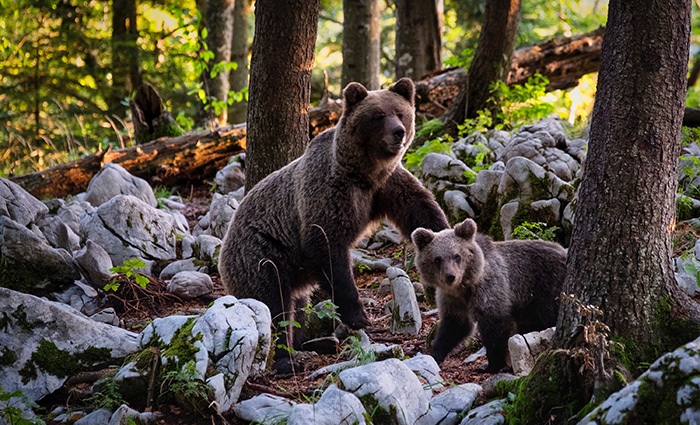 Tout savoir sur l’ours slovène 2 ours et son ourson en slovénie