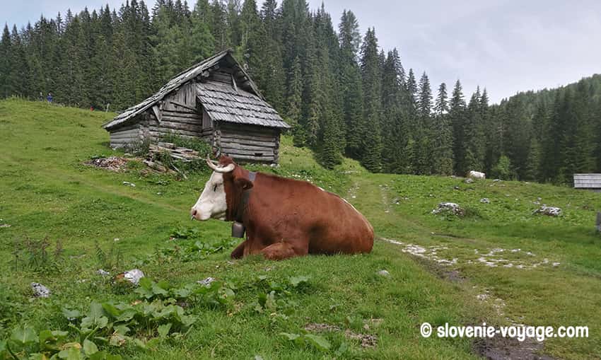 plateau bohinj