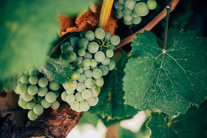 Vallée de Vipava, la plus belle région viticole de Slovénie 2 vignes vin blanc